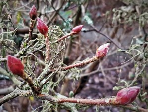 Dormant buds 1