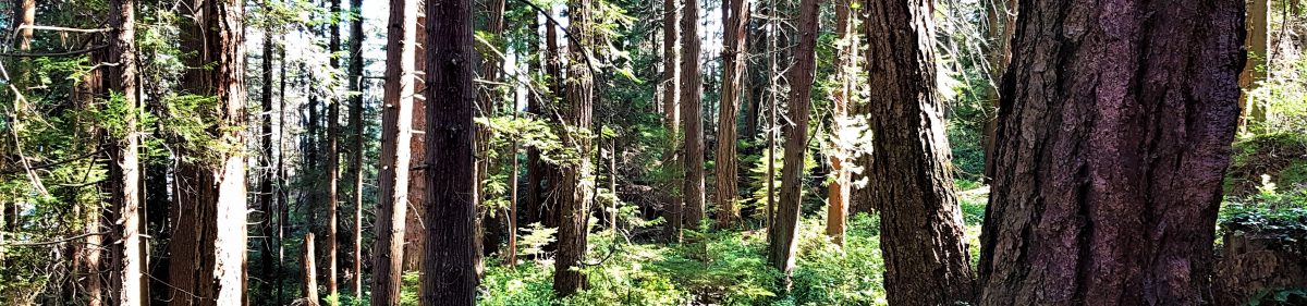 Cliff Thorbes, HTR, CCDP®