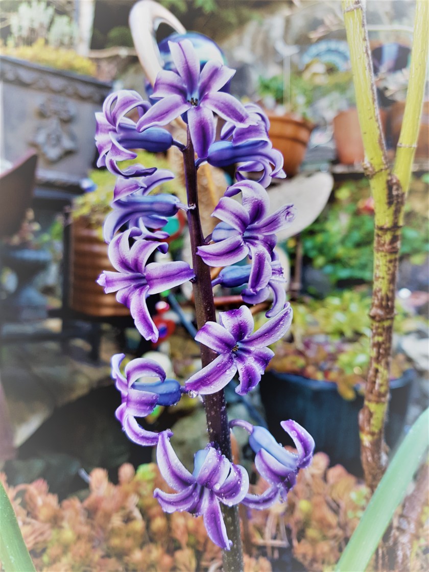 Hyacinth 2020