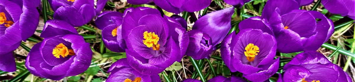 Cliff Thorbes, HTR, CCDP®