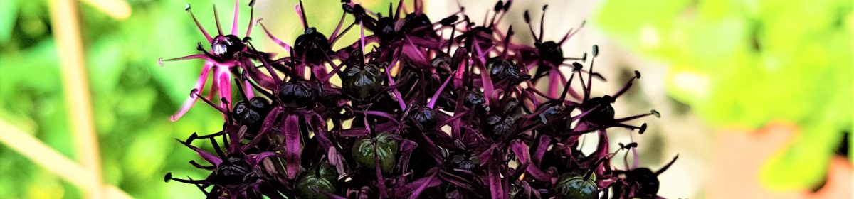 Cliff Thorbes, HTR, CCDP®