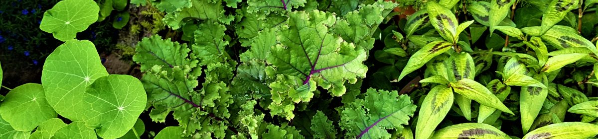 Cliff Thorbes, HTR, CCDP®