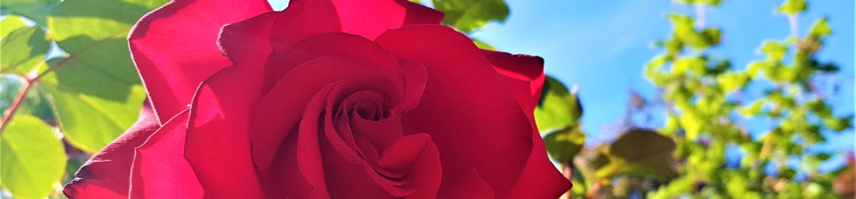 Cliff Thorbes, HTR, CCDP®