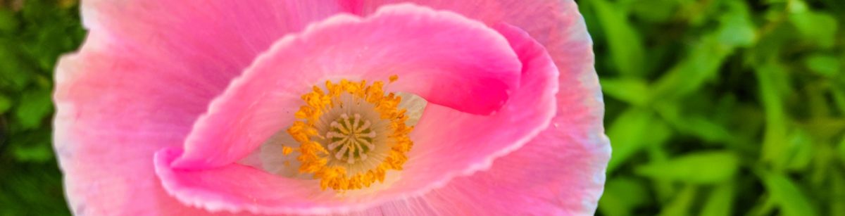 Cliff Thorbes, HTR, CCDP®