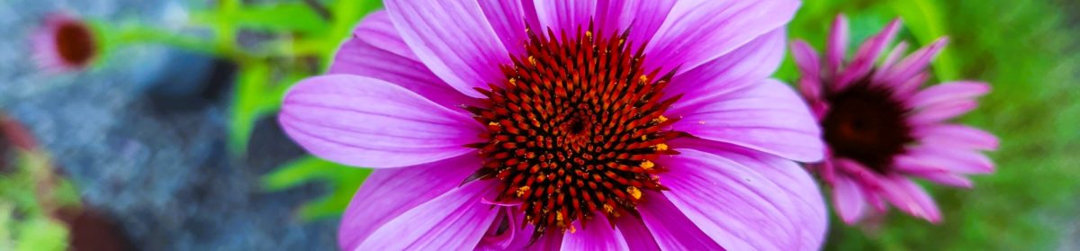 Cliff Thorbes, HTR, CCDP®